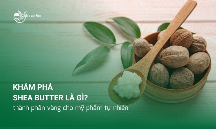 Shea Butter là gì? Khám phá thành phần vàng cho mỹ phẩm tự nhiên