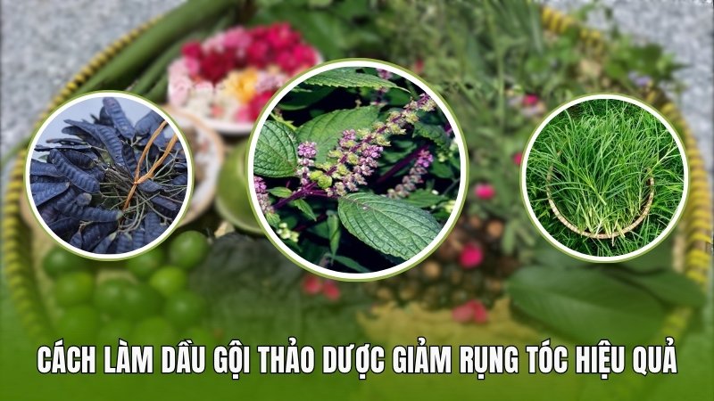 Cách làm dầu gội thảo dược giảm rụng tóc hiệu quả